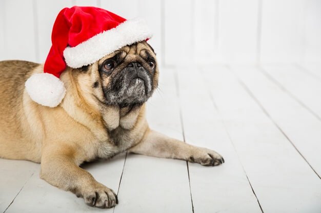 a pug wearing a red santa hat